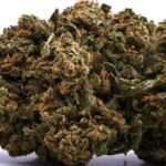 G13 HAZE CBD G13 HAZE