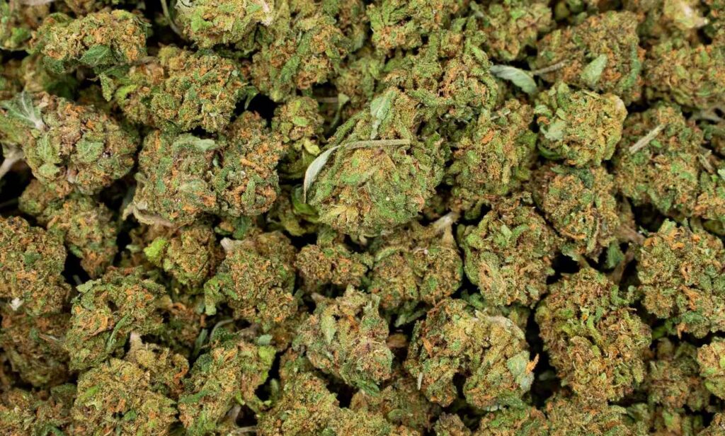 G13 haze buds