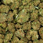 G13 haze buds