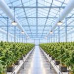 H2CBD-plant in een kas