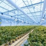 plant de H2CBD dans une serre