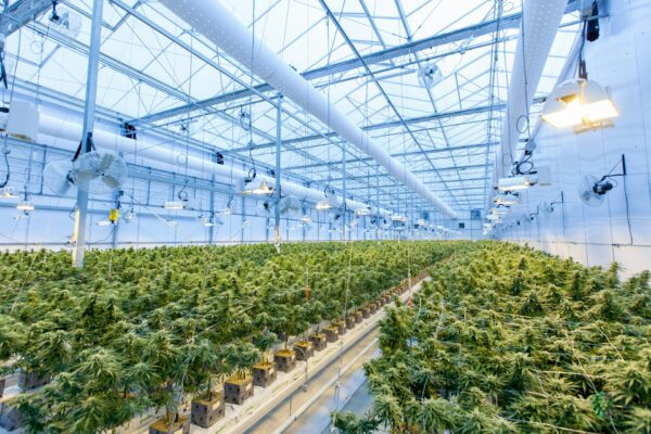 H2CBD plant in a greenhouse