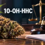 Grande plano de 10 plantas de HCC de Ohio junto a um martelo