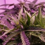 gros plan sur des plants de 10 oh hcc à la lumière violette