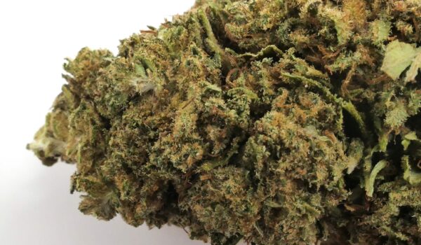 Ein Detail der CBD-Blume Big Buddha Cheese