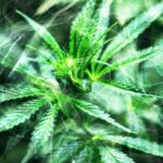 cadre serré sur une plante de cannabis avec un effet fumée