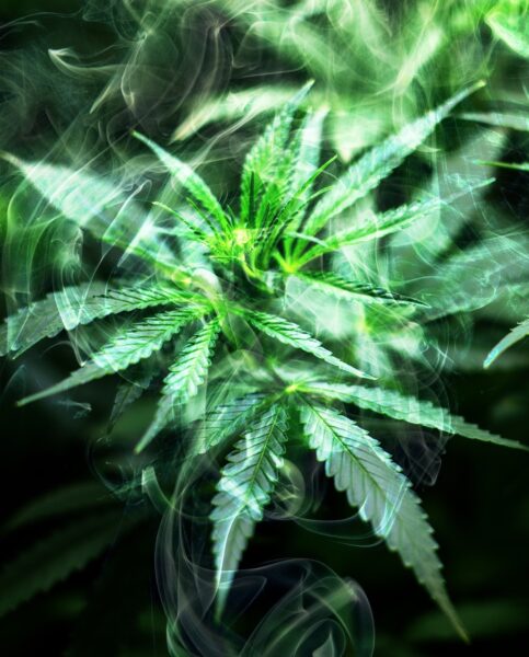 a cannabis plant with a smoky effect