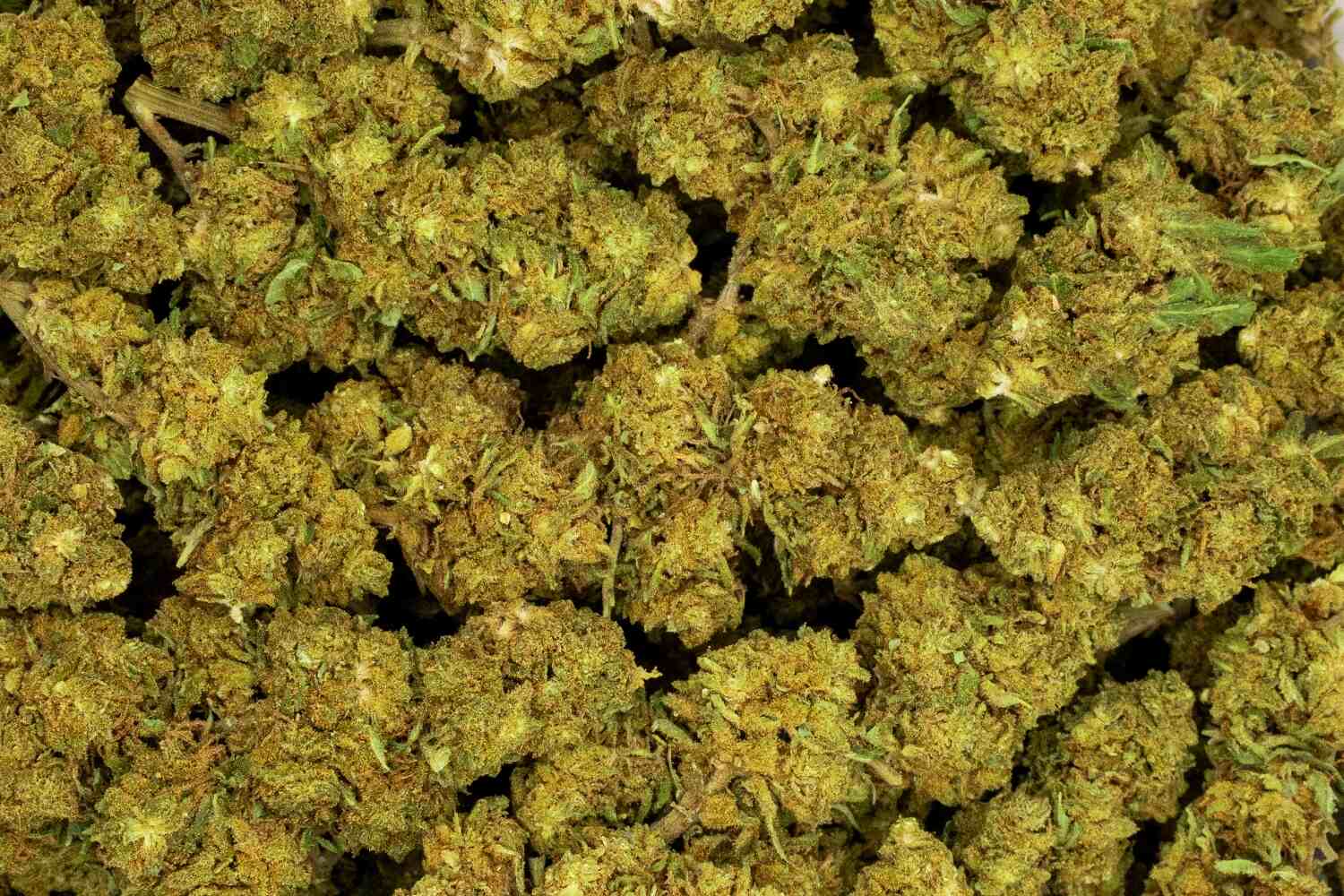 OG Kush