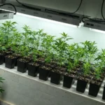vue de pousse de chanvre dans un laboratoire