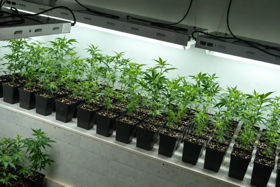 vue de pousse de chanvre dans un laboratoire