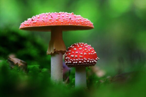 fly-agarics in the wild