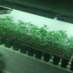 view of a hemp shoot in a laboratory