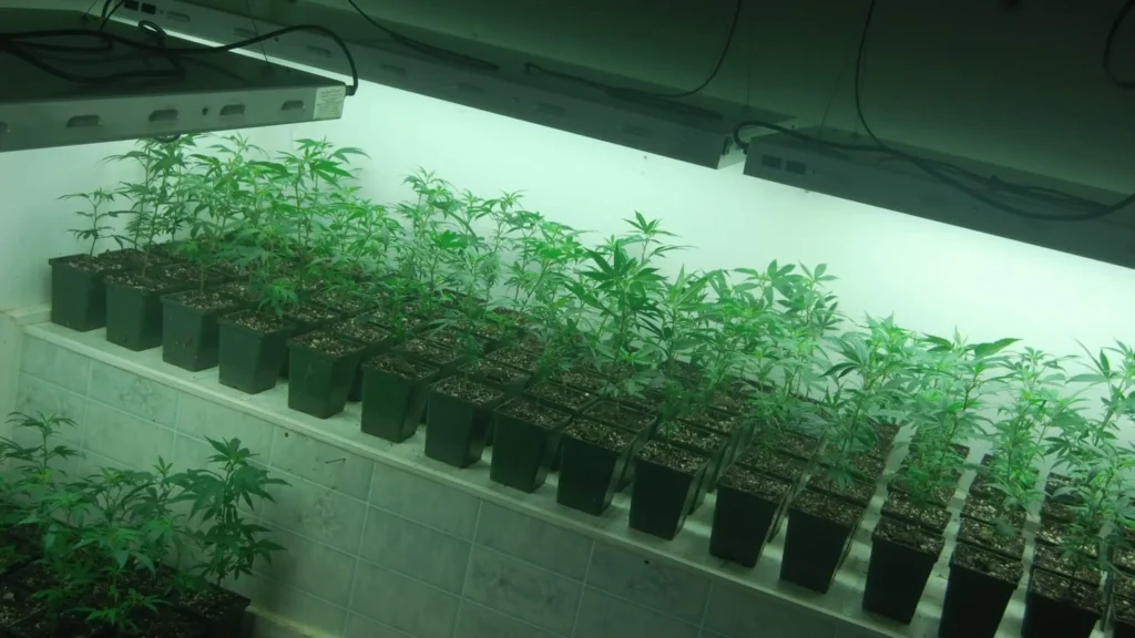 vue de pousse de chanvre dans un laboratoire