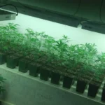 vue de pousse de chanvre dans un laboratoire
