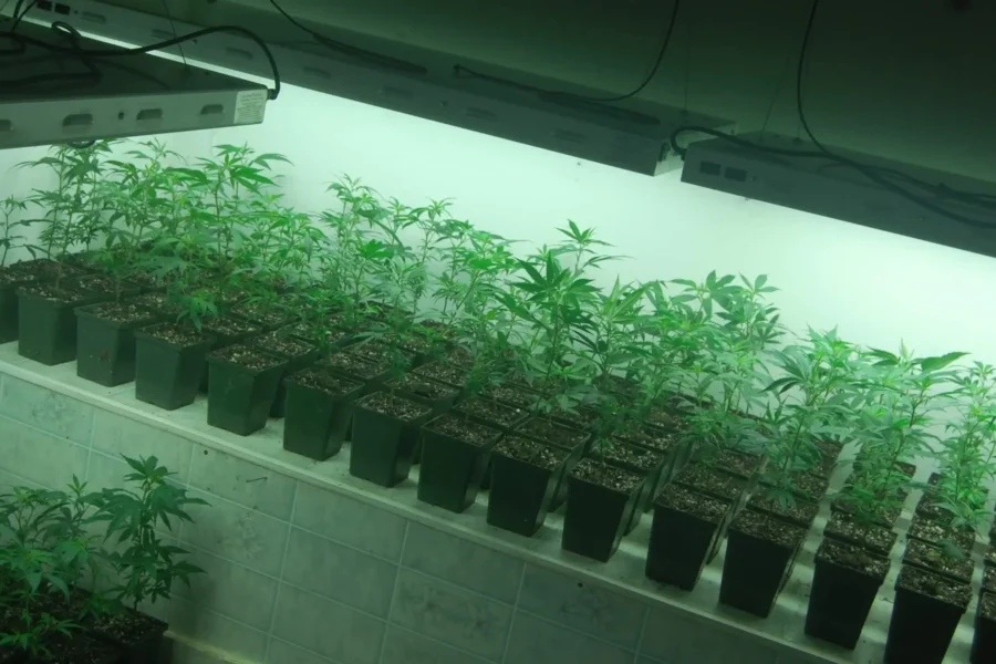View of hemp seedlings in a laboratory
