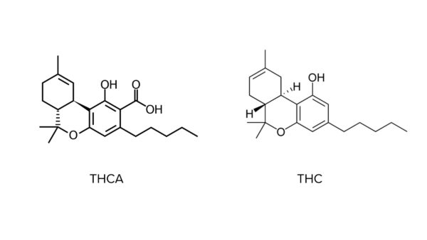 molekulární srovnání thca a THC