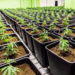 cbd 8 oh hhc-Blüten in der Laborkultur