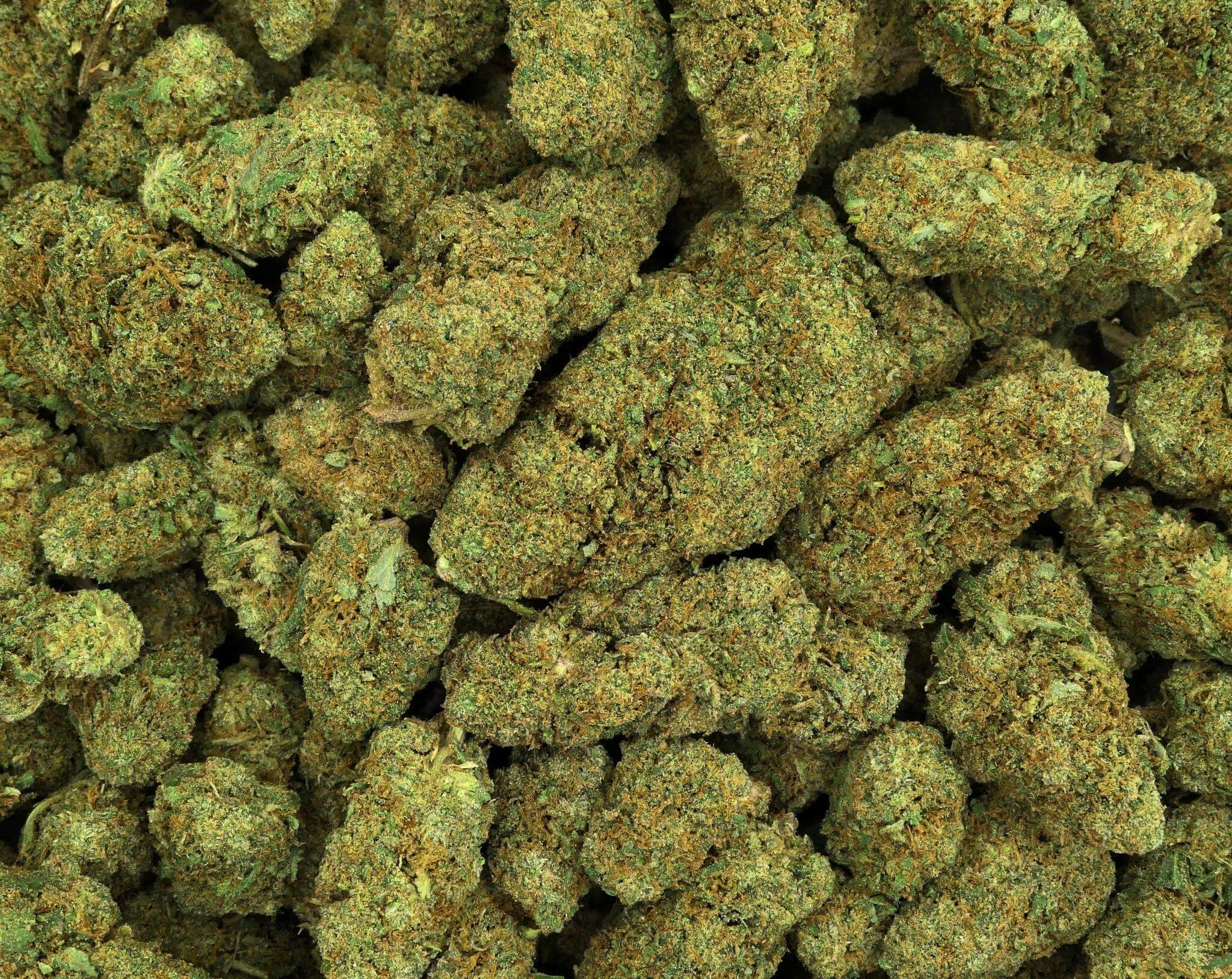 BUBBLEGUM GELATO FLEUR DE CBD HYDROPONIQUE