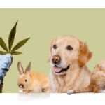 Une main gantée montre une feuille de CBD à un lapin, un chien et un chat