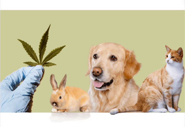 A gloved hand shows a CBD leaf to a rabbit, a dog and a cat