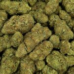 FRUITY JACK FLEUR DE CBD HYDROPONIQUE