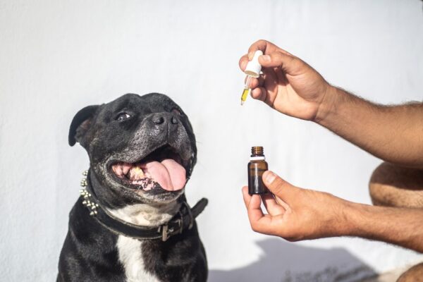 Een hand geeft CBD-olie aan een hond