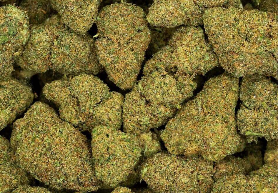 fruity jack hydroponics