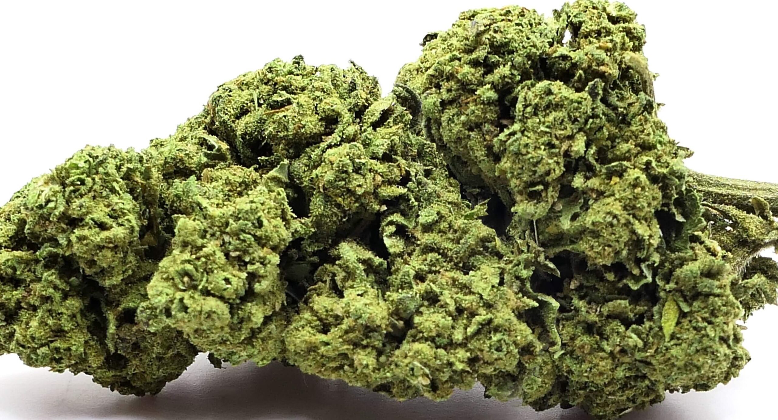 BUBBLEGUM FLEUR DE CBD