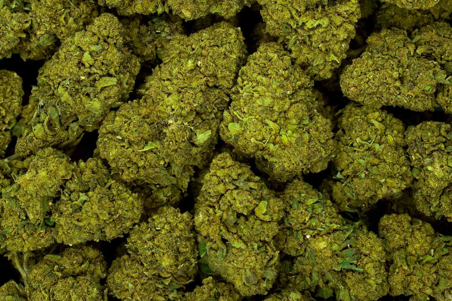 Flor de CBD Bubblegum