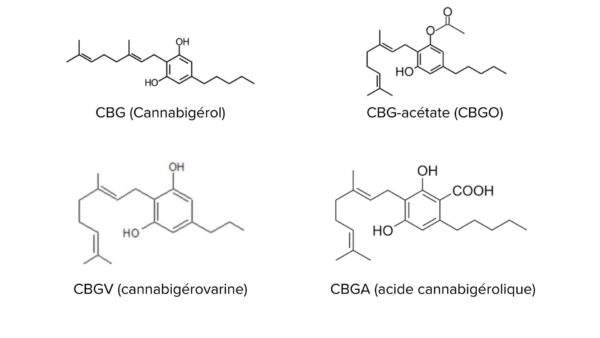 molekulární diagram CBG, CBGO, CBGA a CBGV