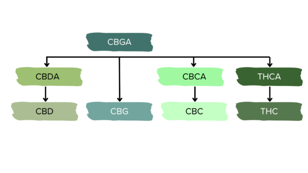 organigramma che mostra la trasformazione di CBGA in CBD, CBD, CBG e thc