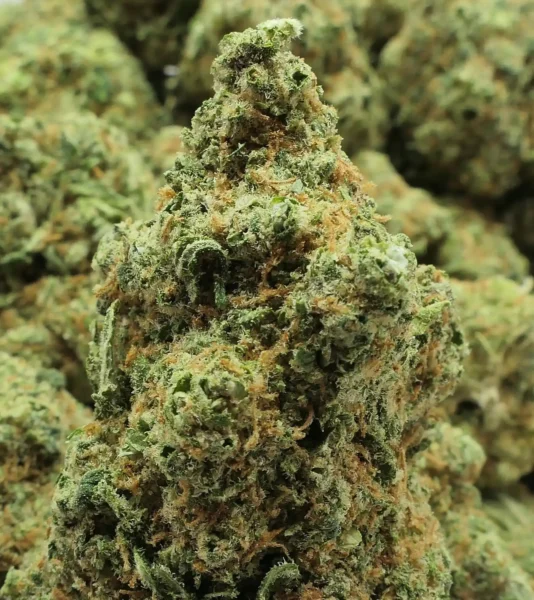 fleurs Cali-47 hydro CBD