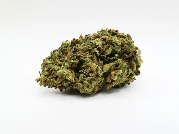 cbd-Blume WHite-widow