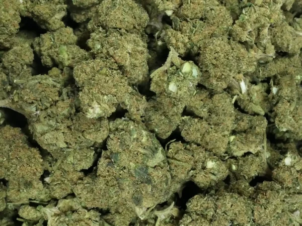 Seed Weed fiori di CBD svendita