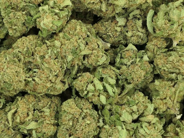 Une fleur de bleu sherbet CBD premium