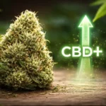 „CBD Boost” szlogen