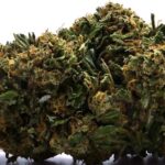 WATERMELON HAZE