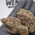 Bangkok Blaze Buds