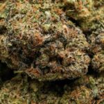 Bubba kush