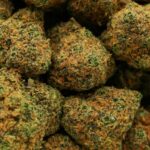 California Dream Buds