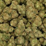 PEANUT BUTTER RUNTZ CBD-BLOEM