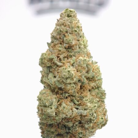 Solero Cream Big Bud
