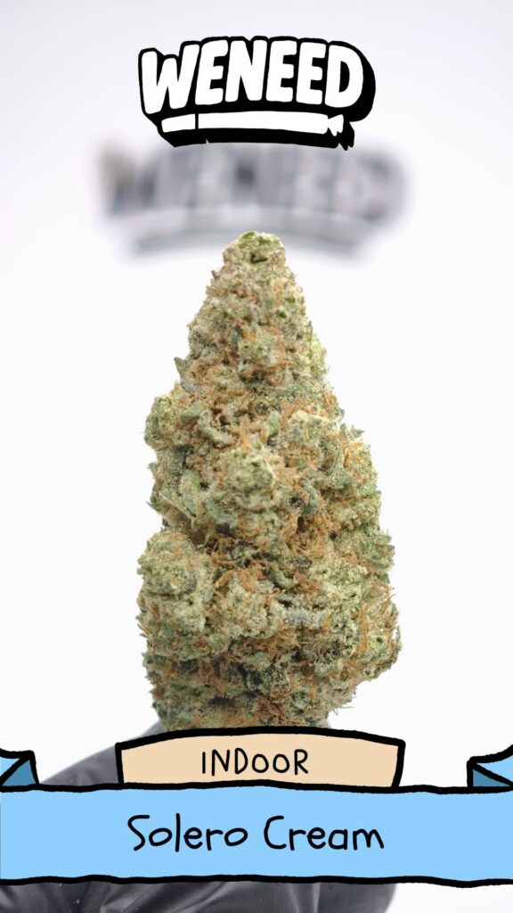Solero Cream Big Bud