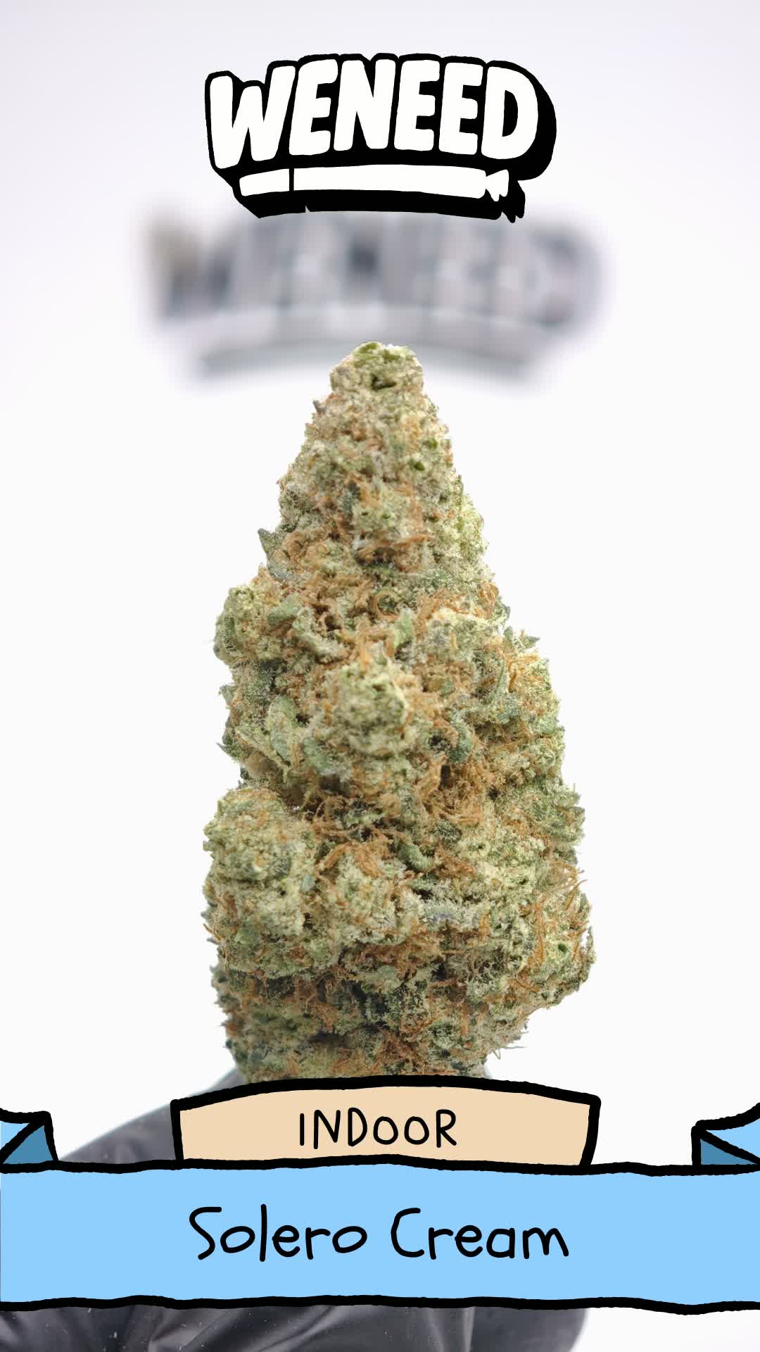 Solero Cream Big Bud