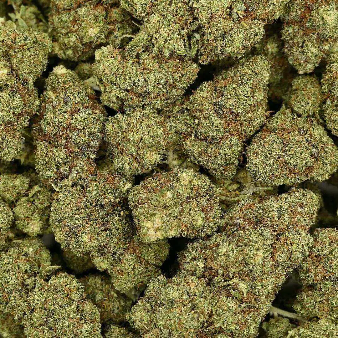 CALI SUNSET - FLEUR - HYDRO KALIFORNIAI NAPLEMENTE - VIRÁG - VÍZ