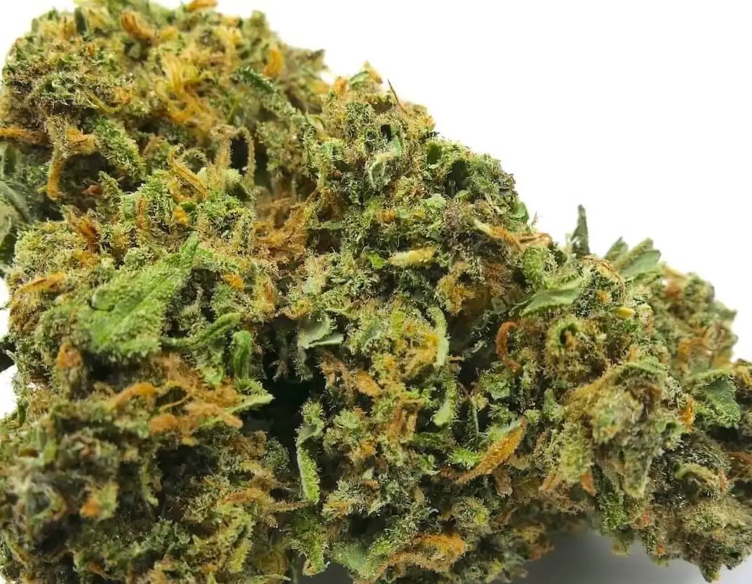orange kush fleur de cbd (1) flor de cbd orange kush