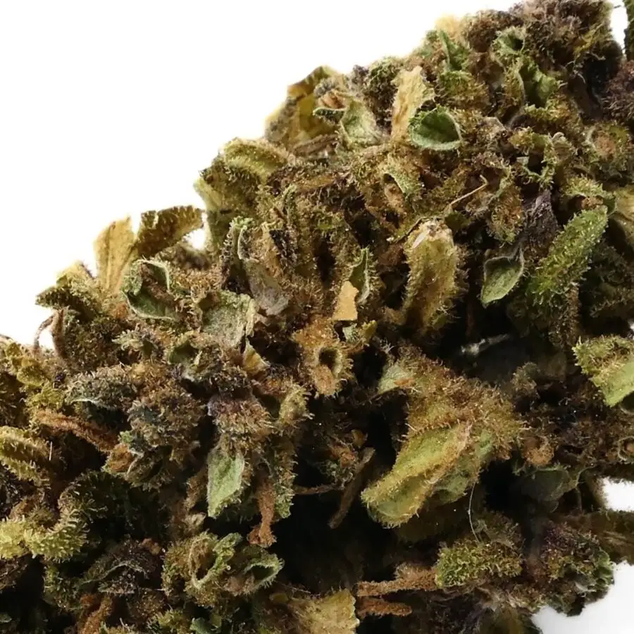 WHITERHINO - FLOR DE CBD