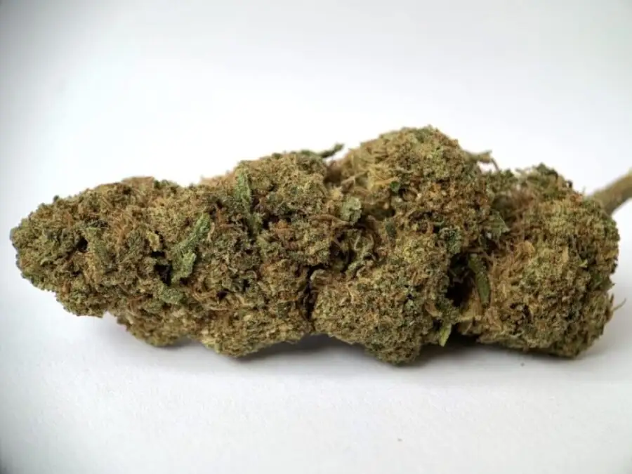 Banana moon CBD kannabisz virágok