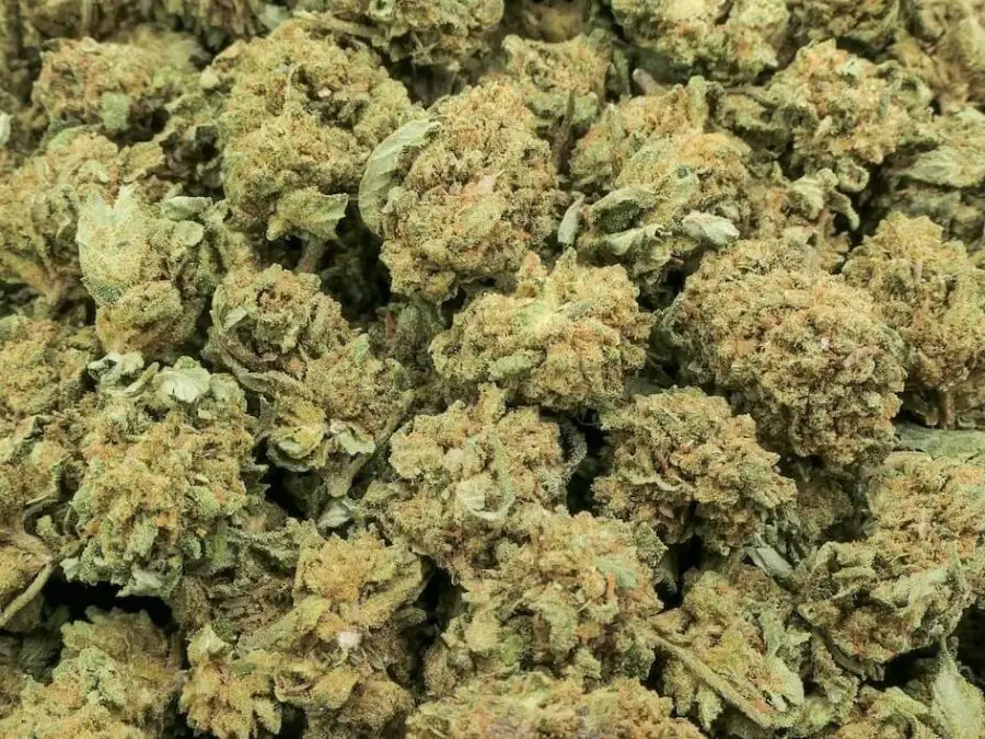 cbd limão tropical