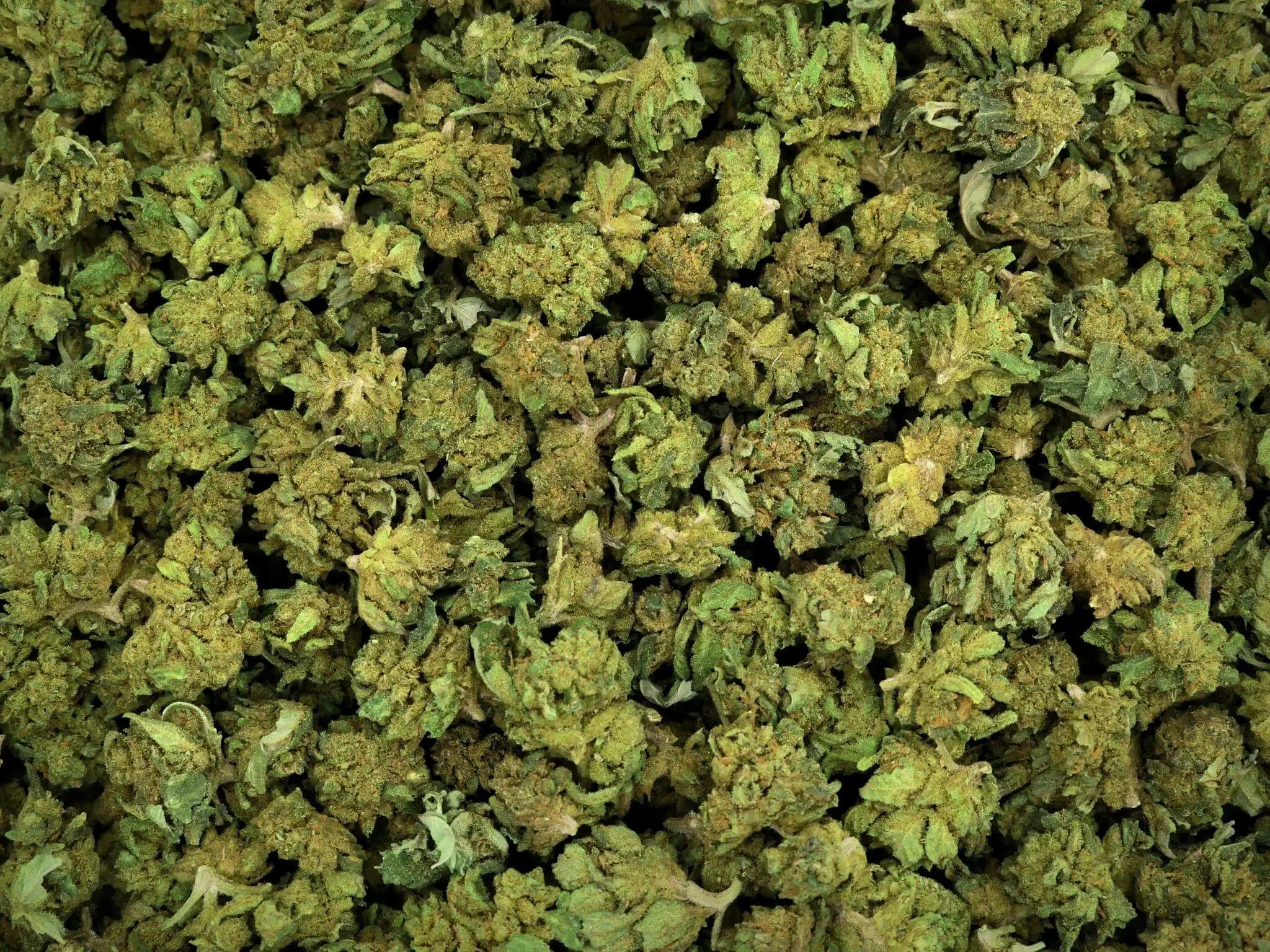 SMALL BUD EMERALD JACK CBD SMALL BUD EMERALD JACK